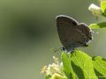 Satyrium abdominalis (Sevbeni)
